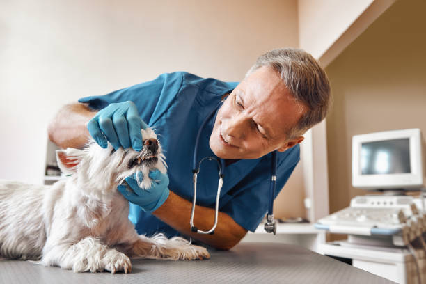 Best 24-Hour Emergency Dentist in Skippers Corner, NC